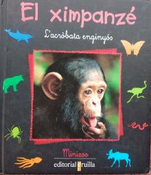 El ximpanzé: l'acròbata enginyós