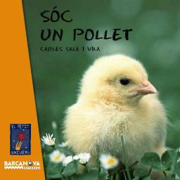 Sóc un pollet