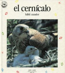 El cernícalo: hábil cazador