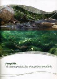 L'anguila i el seu espectacular viatge transoceànic